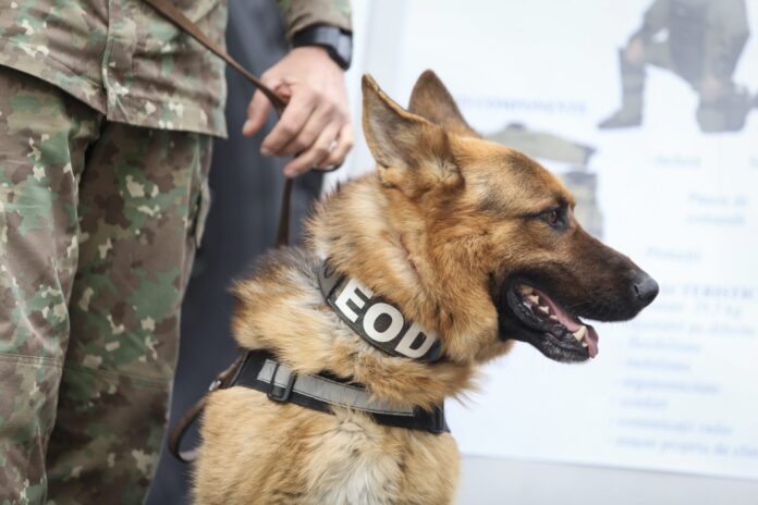 German shepherd army dog trained to detect explosives, together with his trainer from the Romanian military
